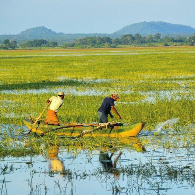 HashtagSriLanka's tweet photo. Fishing #Srilanka
Photo @raazpics
#beautifulsrilanka #Srilanka2015 #GreenSL #lake #fisherman http://t.co/2uMLa47Kxv