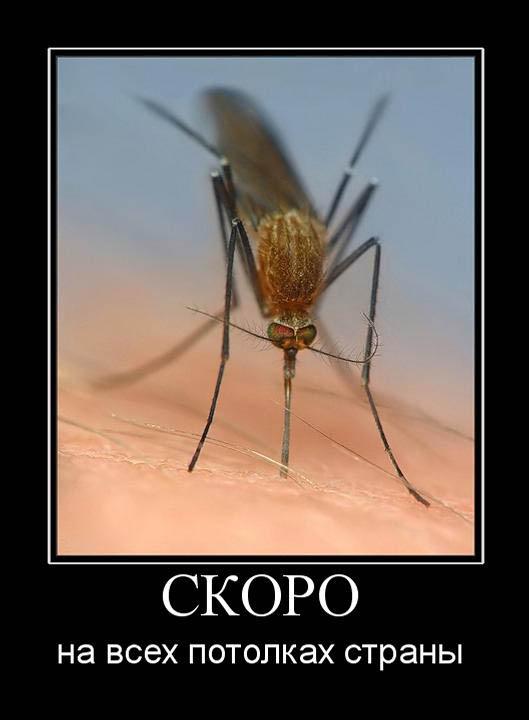 Картинки про комаров прикольные, стоят старые открытки