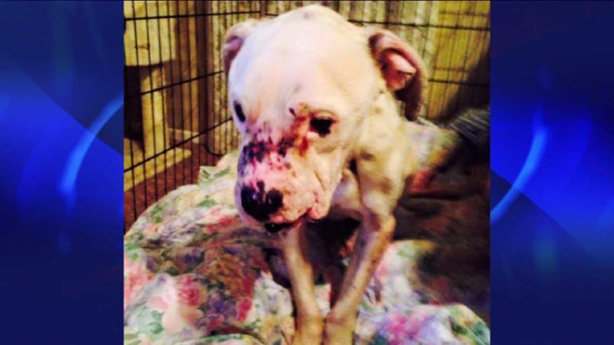 KTLA's tweet photo. Dog used as bait in dog-fighting ring recovers after being left for dead @SaraWelchKTLA report http://t.co/Npr1QJhME6 http://t.co/UUaydlK4Ym