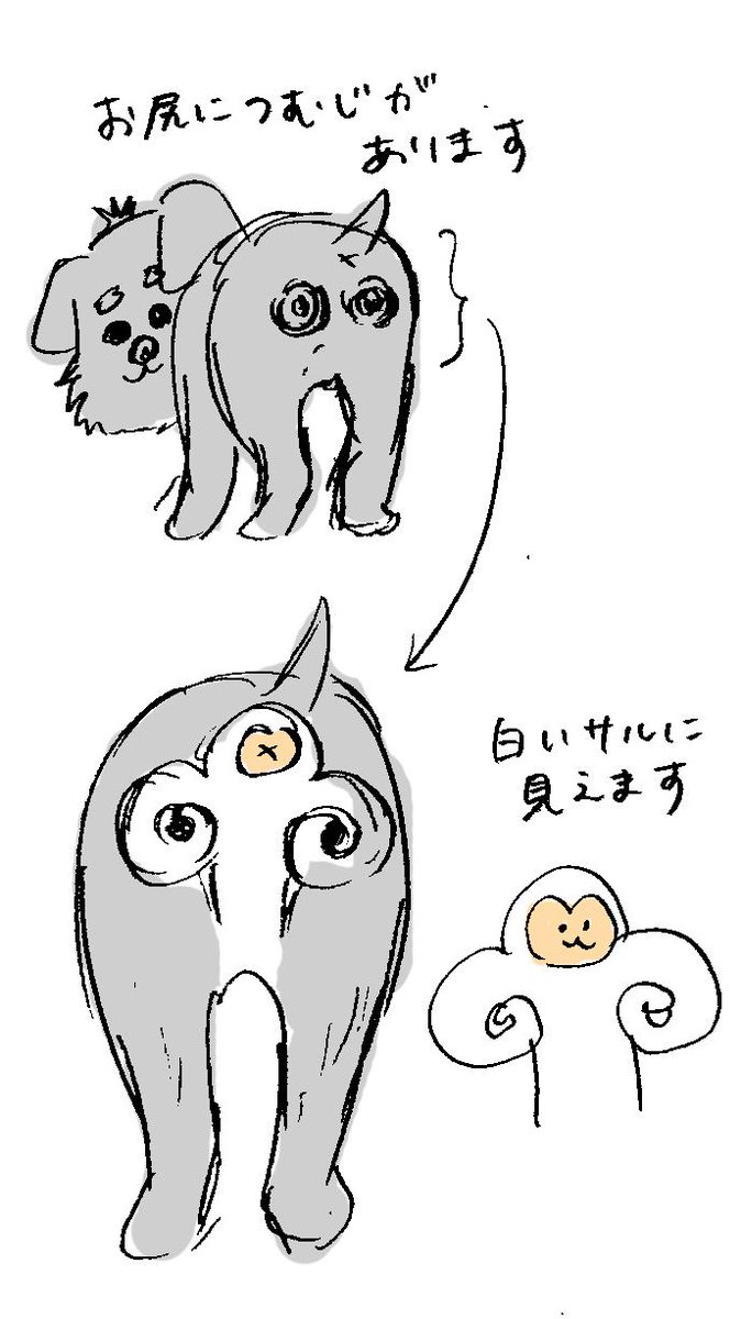 お尻につむじがふたつあり、そのあたりの毛が白くて猿に見えます。 