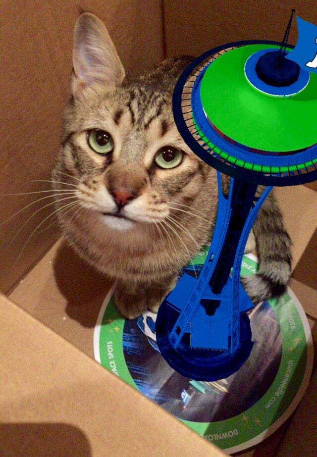 marlaheagle's tweet photo. Sig is a HUGE @Seahawks fan!! #tophawk @space_needle #ImIn #12thcat #sigthepixiebob http://t.co/Sl7GOeIC8X