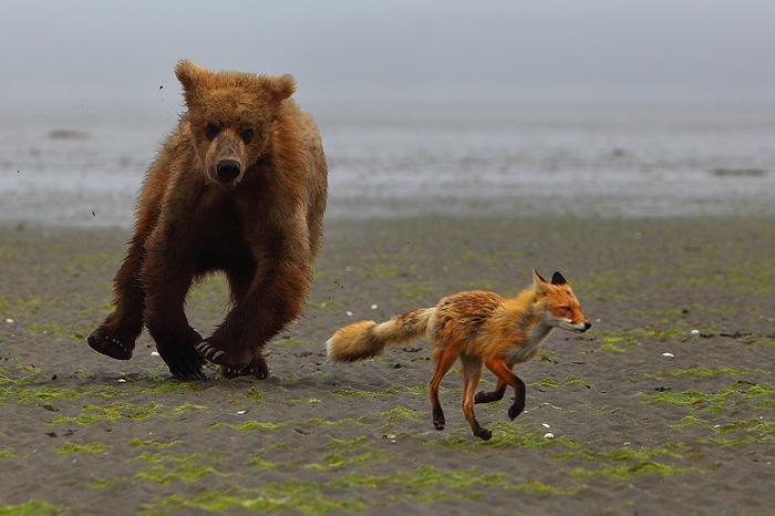 ByJonHeath's tweet photo. Fox is ready to lead the Bears, photo confirms. http://t.co/w6NxAFMkZ2