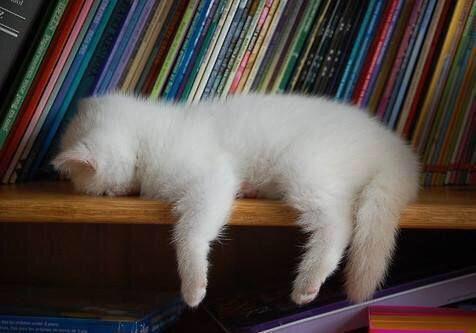 MeowMob's tweet photo. My study habits http://t.co/4BFIxtS36B