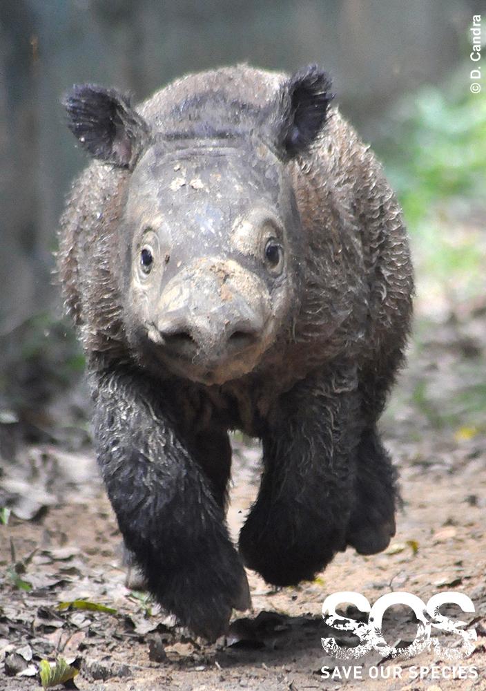 United for Wildlife tweet media