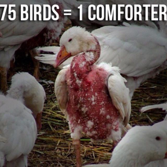 LimelightExt's tweet image. PLUCKING THEM ALIVE. Please spread awareness and stop the purchasing of feathers.