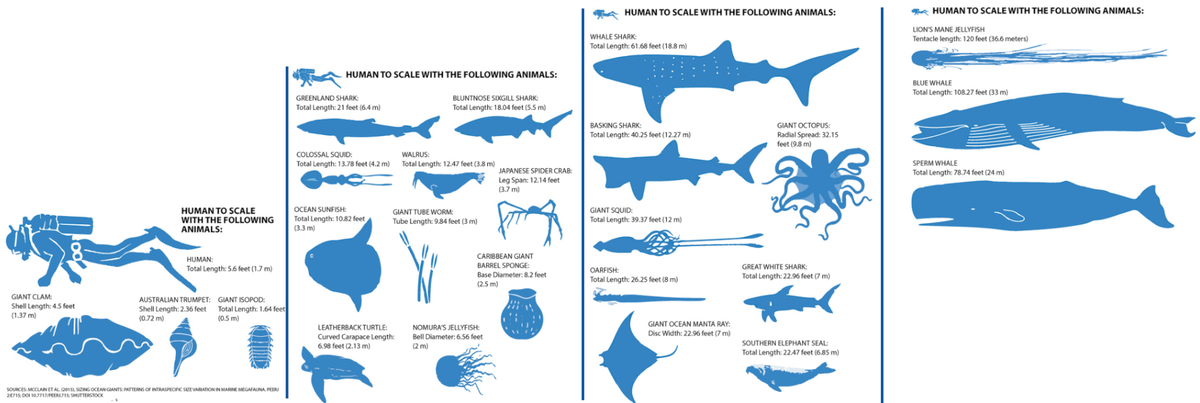 Multiprop's tweet image. Sea Giants