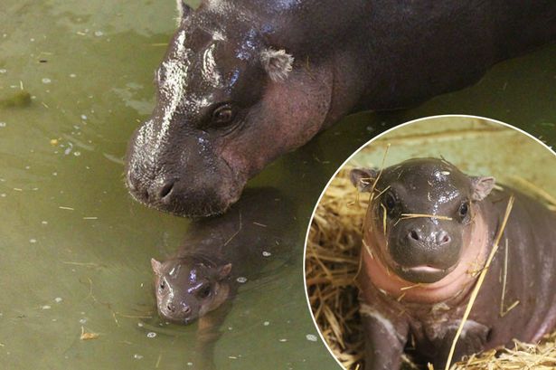 tanwendiplock's tweet photo. Awwwwwwew Baby pygmy hippo at @zslwhipsnadezoo is cutest animal you'll see today http://t.co/Kpg6NS2dPp  http://t.co/hrZdXz8GC1"