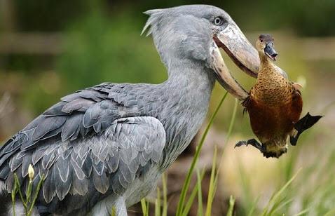 ホント ウソ ハシビロコウが狩りに失敗した時に他の鳥に 八つ当たりする という説 Togetter