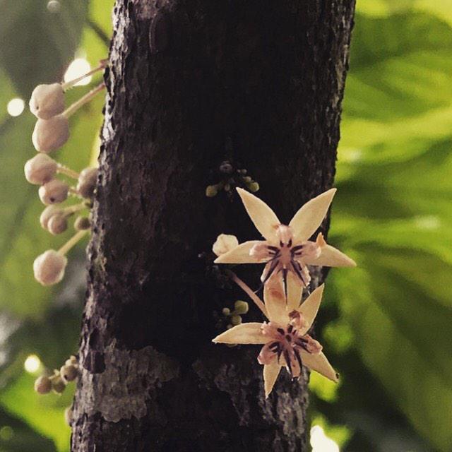 MaterIniciativa on Twitter: "Flor de cacao #amazoníaperu ...