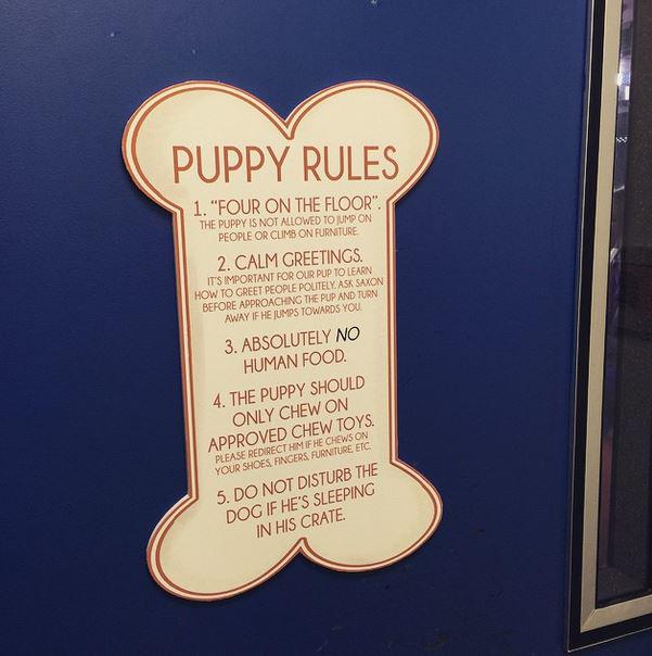 lisapalaska's tweet image. “@TODAYshow: #TODAYPuppy rules on display in Studio 1A. (via @carsondaly) http://t.co/1foyur7vR3”#2manyrules #puppiesrule