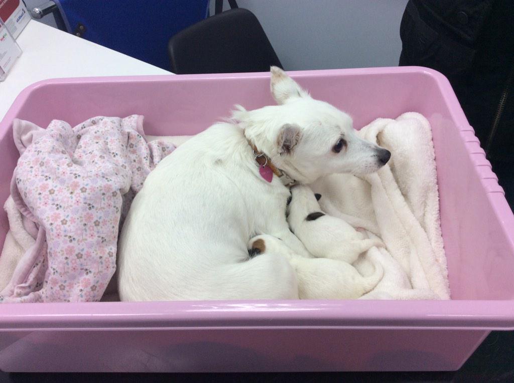 V4PYCM's tweet photo. We saw Lacey back at our surgery today after her caesarean, she is doing very well and enjoying motherhood. http://t.co/EBvvnz7fpZ