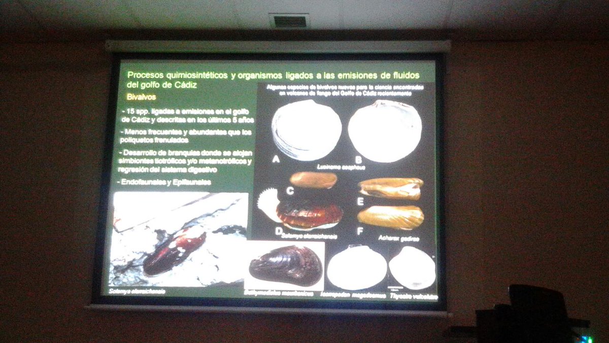 gemar_ieo's tweet photo. Magnífica exposición de #JLRueda #UCA sobre quimiosíntesis en #LIC de #Cádiz @FBiodiversidad http://t.co/xpYgcCJWeU http://t.co/XgeFRSKnUV