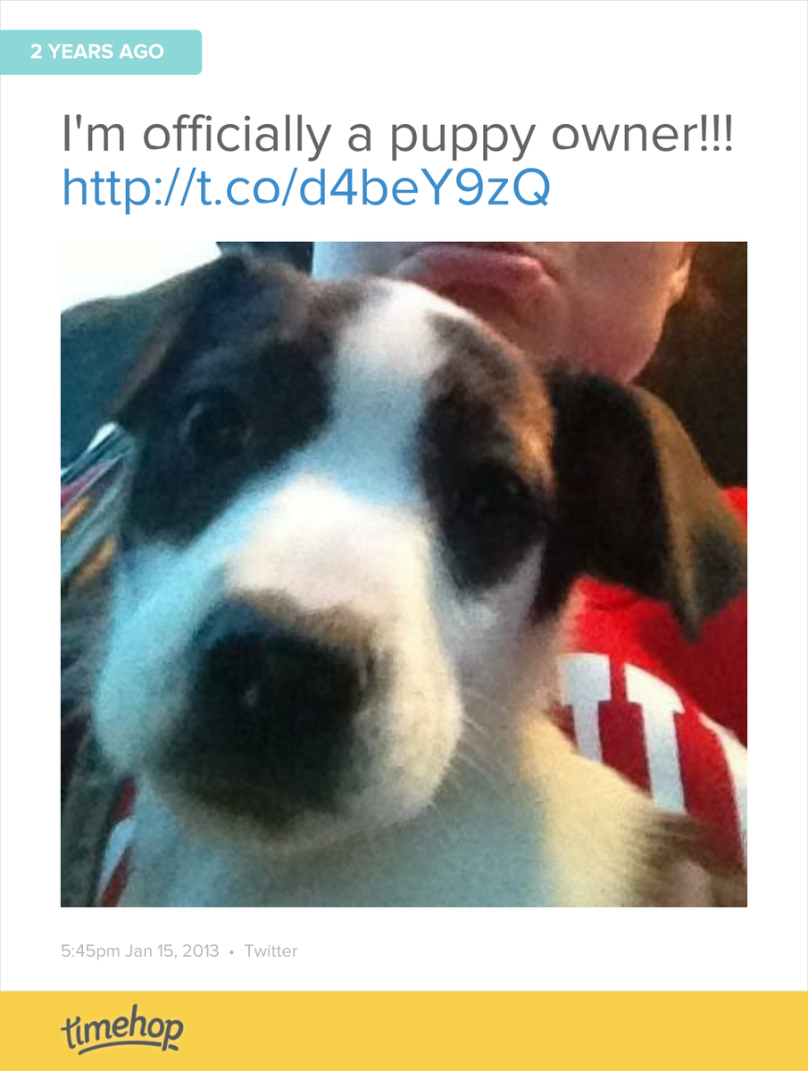 NatalieB_Wilson's tweet photo. Aw the day I brought home sweet penny lane!  http://t.co/0qbM8ObE8i http://t.co/2rW2eooNhH