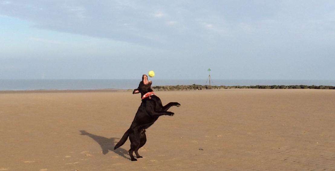 Me @ my bro <a href="/benjaminbeagle1/">Benjamin Beagle</a> went to the beach. I caught the ball then wouldn't let anyone else have it! #nosharesies