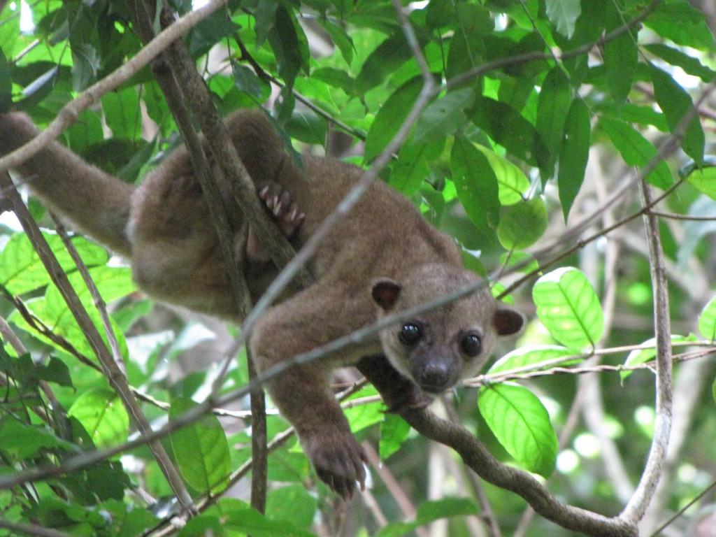 Naturanimal ×××××××¨ Kinkaju Mamifero Carnivoro Familia Procionidos Se Encuentra En Las Selvas De Centroamerica Y America Del Sur Http T Co Q1we0tcqpk