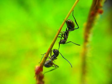 We. Are. Family. I got all my siblings with me. bit.ly/1G1zFJe #ants