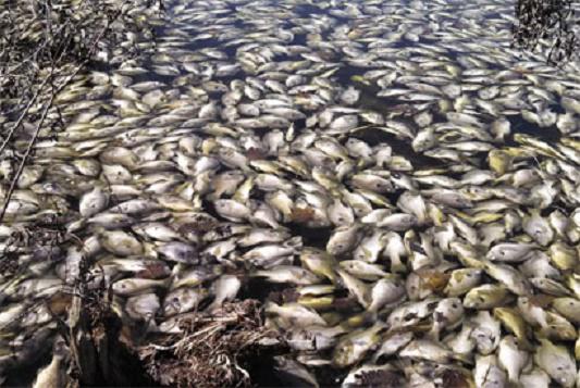 ArchaeoNewsNet's tweet photo. #wildlife: Rise in mass die-offs seen among birds, fish and marine invertebrates http://t.co/OGWPe1nrwG http://t.co/67mEZuI5WB