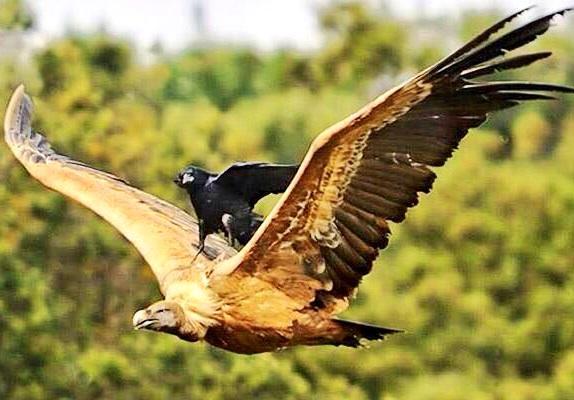 sweetrhythms's tweet photo. BEST photo of the day ... yes, this is photoshopped, but wouldn't it be fun?!!

Pic from @syv1225, @elsebaayay http://t.co/Zf0TCLgZso