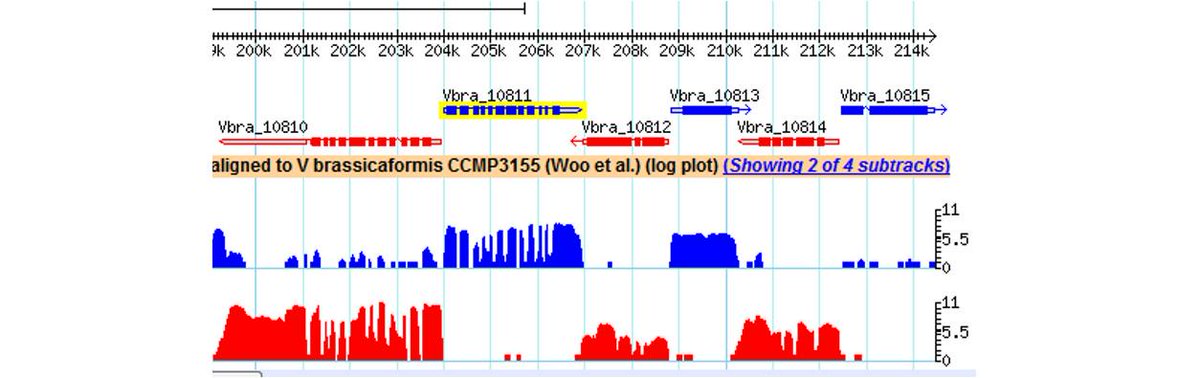 veupathdb's tweet image. Vitrella brassicaformis CCMP3155  genome AND transcriptome in #CryptoDB - Check gene models and expression