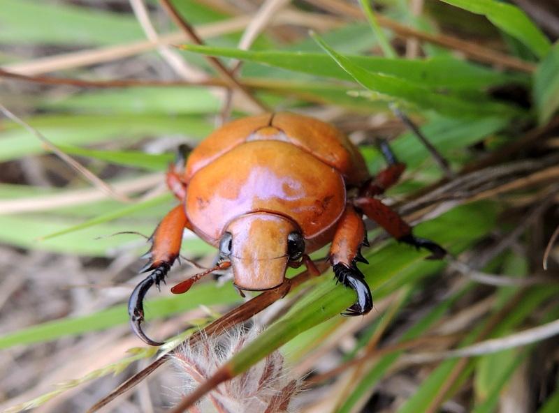 EuroaArb's tweet photo. Want to know what’s eating us at the Arb? Xmas beetles. http://t.co/LbmVpaKmXO  #EuroaArb #OurEuroa #grassywoodlands http://t.co/nSSFSKdQLJ