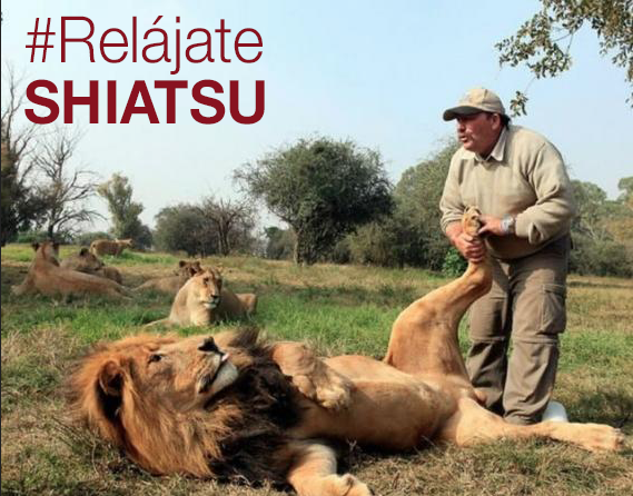 Oficialeishodo's tweet photo. #relájateShiatsi como el león http://t.co/bUvmcKHh9p