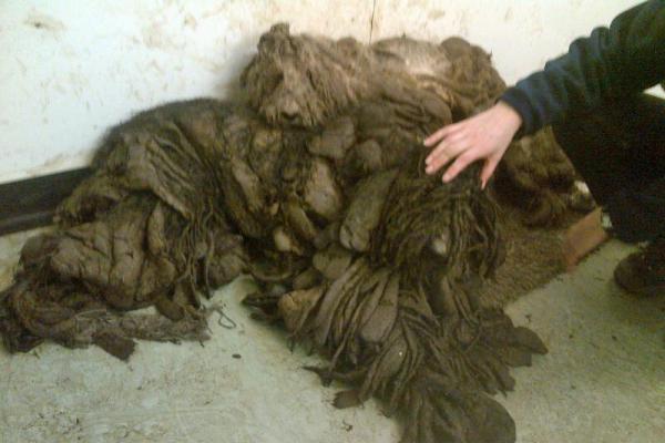 AmyRoseKathryn's tweet photo. The nine dogs dumped in such appalling condition they were unable to see or stand
http://t.co/keLLCkKlHU http://t.co/sZ6J6qfzQ8