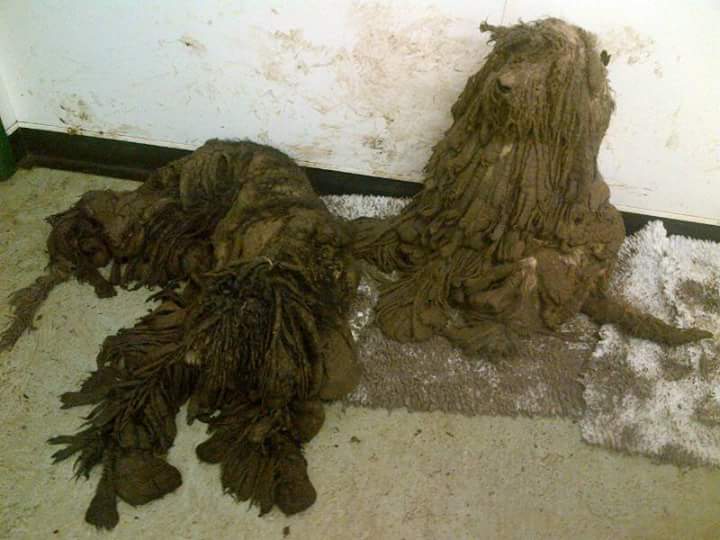 AmyRoseKathryn's tweet photo. The nine dogs dumped in such appalling condition they were unable to see or stand
http://t.co/keLLCkKlHU http://t.co/sZ6J6qfzQ8