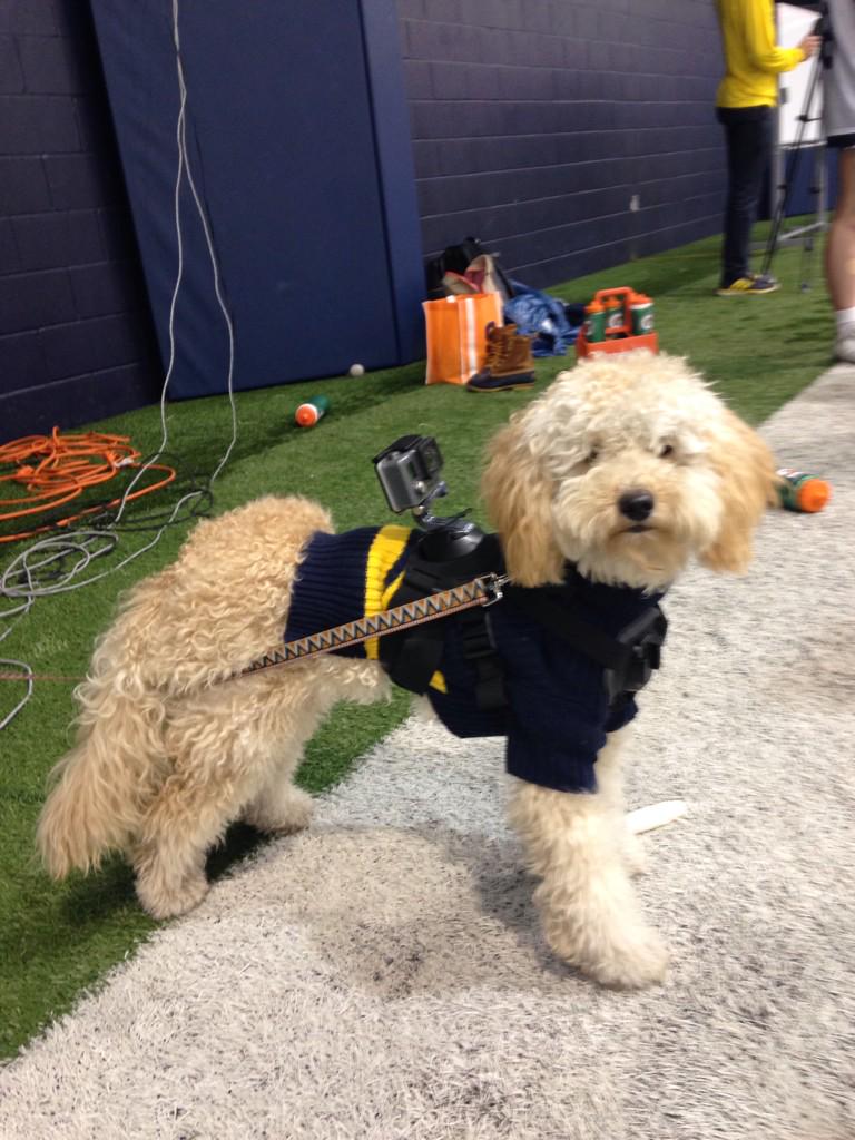 Meet our team mascot, Oliver!  <a href="/abmurray01/">alyssa murray cometti</a> is the proud mother of this fur baby #laxdog #GoPro