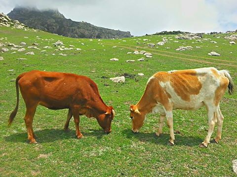 nnbb2222's tweet photo. جمعتكم مباركة smile emoticon
منظر من جزيرة سقطرى 
Island of Socotra - Yemen http://t.co/Iy5SETb25B