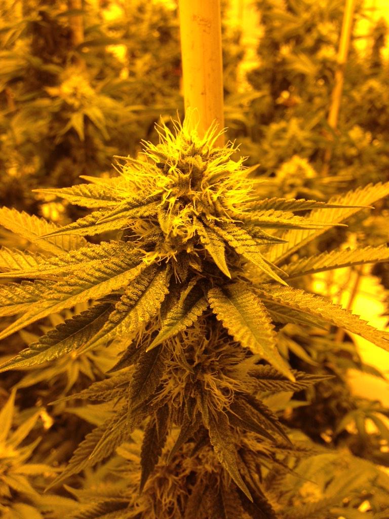 GreenRushLLC's tweet photo. Pure purple afghani #ganja http://t.co/4dhicN0Sky