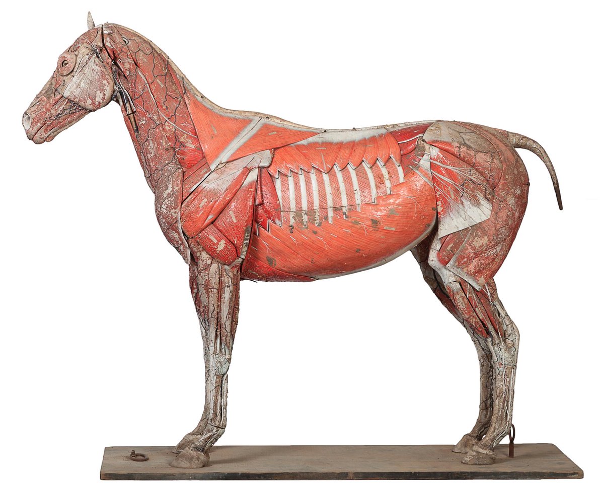 LinkAuction's tweet photo. This #19thcentury #papiermache #horse made by Dr. Louis Auzoux #Veterinarian #science #auction #HighlightOfTheWeek http://t.co/RS6Af5wo0t