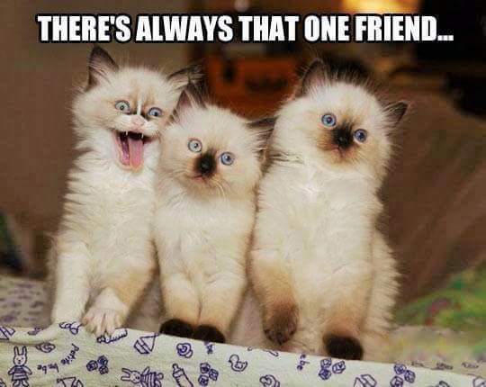 JaimieLyn_'s tweet photo. Which one is it... @danifriesenhy @maddymHY http://t.co/OjttufFSGC