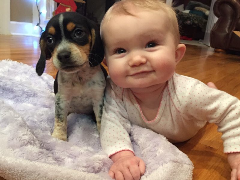 TheEllenShow's tweet image. Lexi got a puppy for Christmas. Really, it was a gift for all of us.