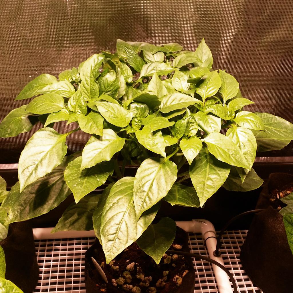 ThePepperGeek's tweet photo. @Sunlight_Supply Indoor superhots under 2 LEC 315w. Complete game changers. #superhot #peppergeek http://t.co/MAGXIhrpQq