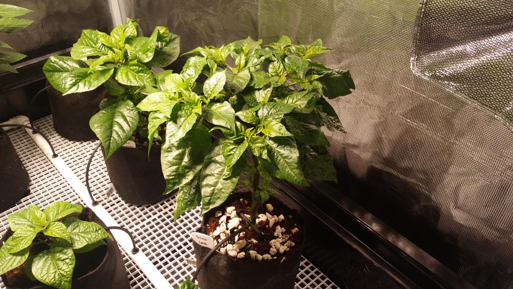 ThePepperGeek's tweet photo. @Sunlight_Supply Indoor superhots under 2 LEC 315w. Complete game changers. #superhot #peppergeek http://t.co/MAGXIhrpQq