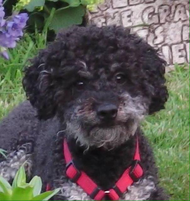 ScouserSue's tweet image. @FindPippa Harvey the Poodles Petition has hit 96k. 4k needed. Please sign and RT epetitions.direct.gov.uk/petitions/62490 TY x