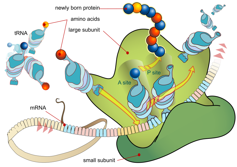 good_vibosomes's tweet photo. #cellection15b http://t.co/IR2lXL4tit