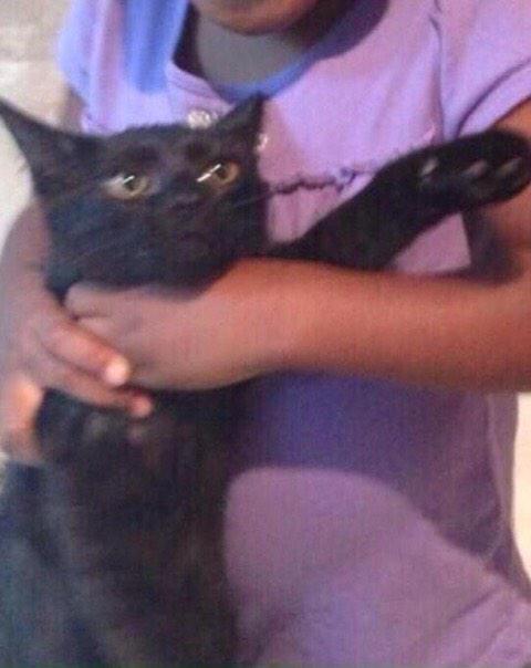 le_maymay's tweet photo. Yall pray for my cat Bruh 😭 #betarocks15 http://t.co/jkCiFAhtTf