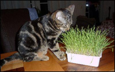 Nog steeds VERMIST: KAT FOX (chip) ex-kater #SPAARNDAM #NH  Spaarnekade #DHver 3/9/13 facebook.com/DeHerenigingNH…