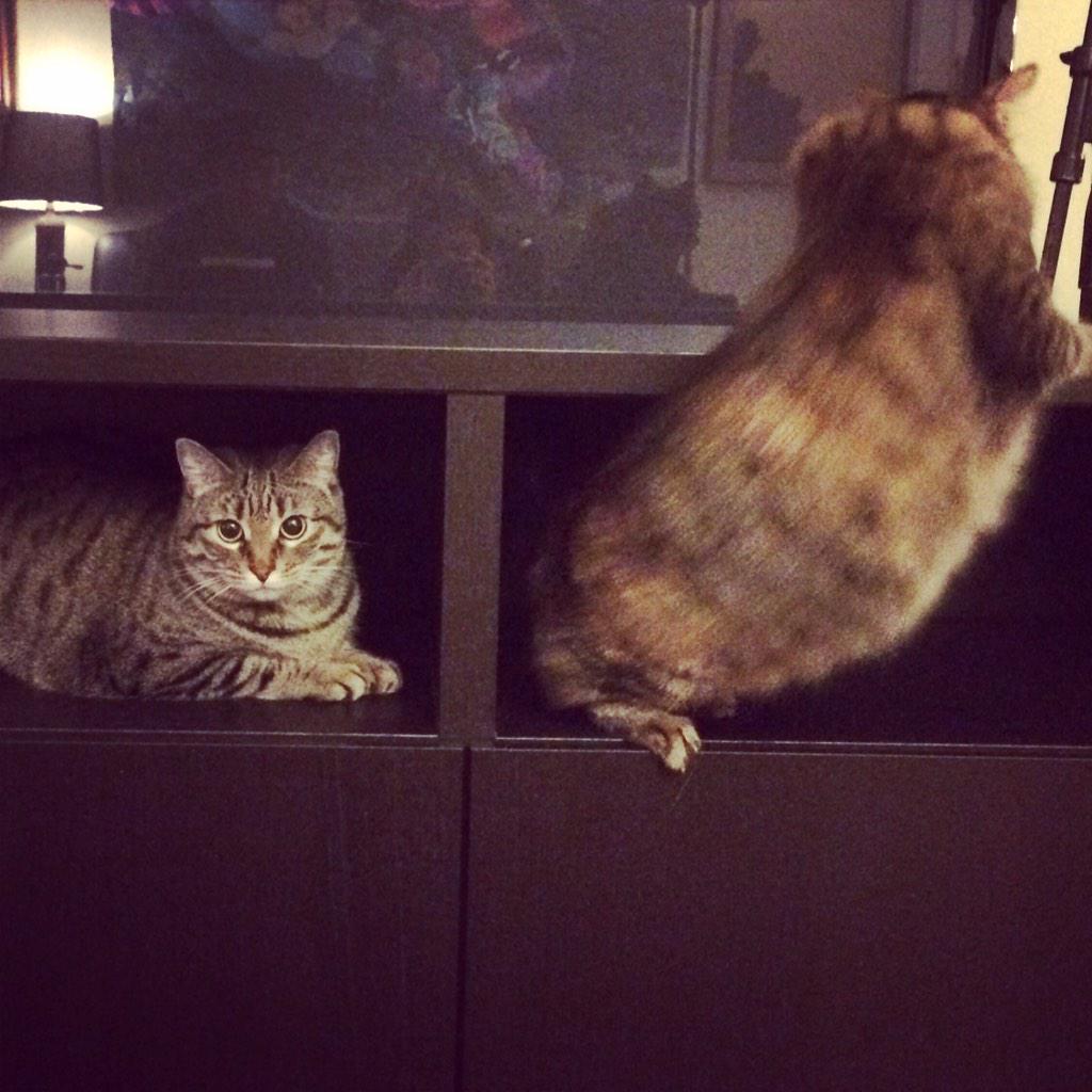 fmouthedfelines's tweet photo. We enjoy our affordable Swedish crap #catsofIKEA http://t.co/2FJ7fSeQX0