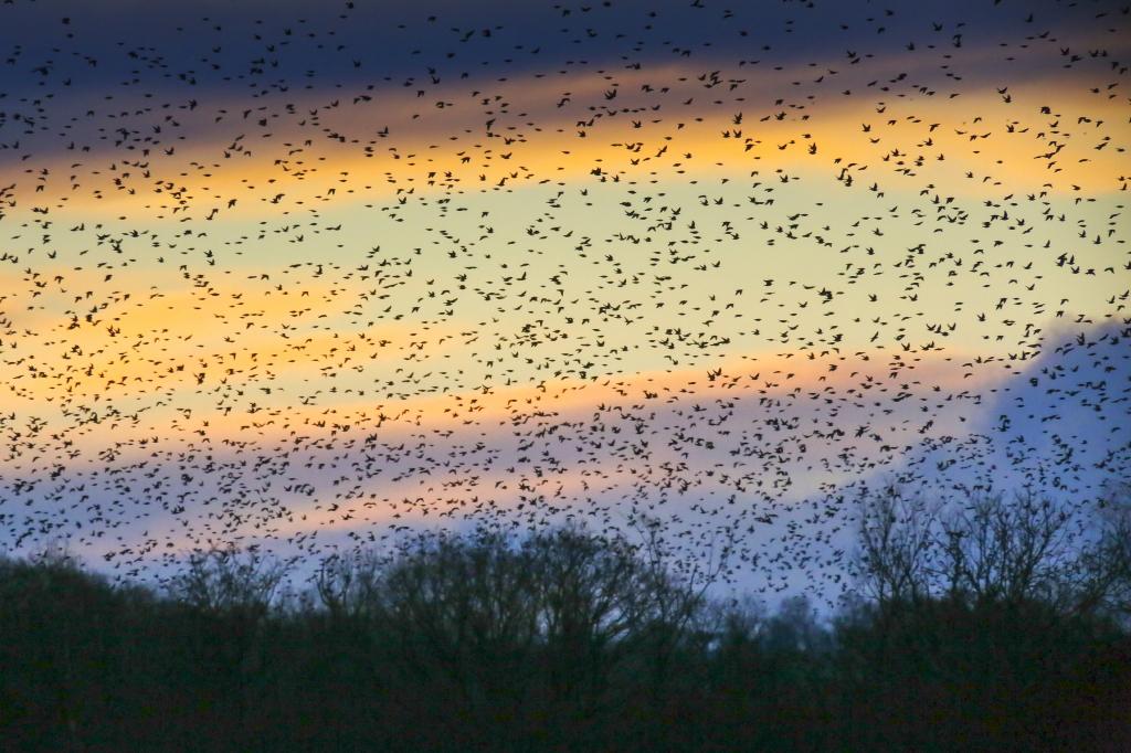 Tonydotlufc's tweet image. .@carolinelufc @wildlife_uk @UkStarlings @BirderAlrewas Starling roost Shapwick Heath @SomersetWT