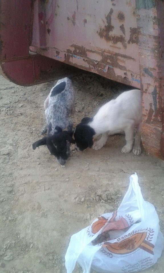 AMPAROSUR's tweet photo. DIFUNDIMOS @9Mirian: Estos cachorros estaban abandonados. Uno está a salvo, el otro necesita adopción responsale. http://t.co/lgZv71cIE2