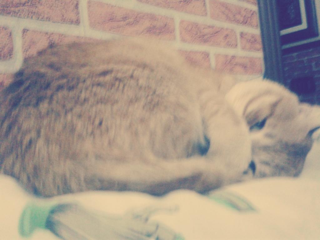 ItsAimeeafgdr's tweet photo. È troppi bello, aiut r http://t.co/yuSyVpe6Km