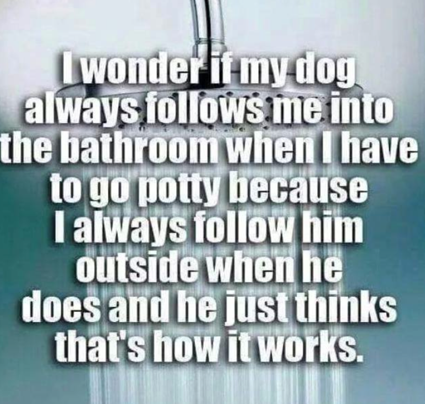 Why Do Dogs Follow Us To The Bathroom