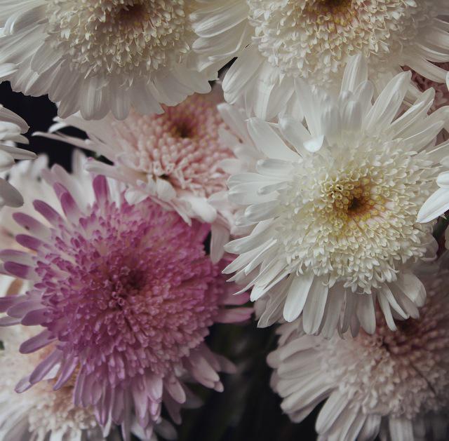 ByAllegra's tweet photo. Les recordamos que pueden hacer sus pedidos en contacto@by-buff.ly/155r33D #floral #design #flower #bloom #ho… http://t.co/hW75Sq1chA