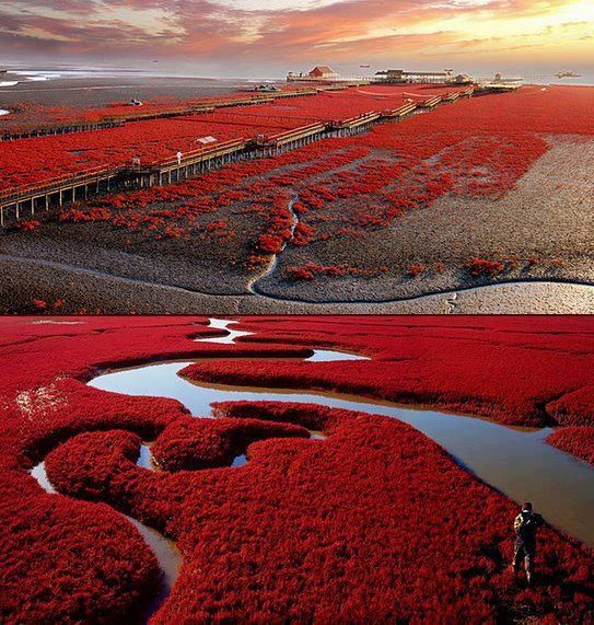 _Paisajes_'s tweet photo. Playa roja en Panjin, China. Algo surrealista, ¿no crees? http://t.co/MeRNK8ICOi