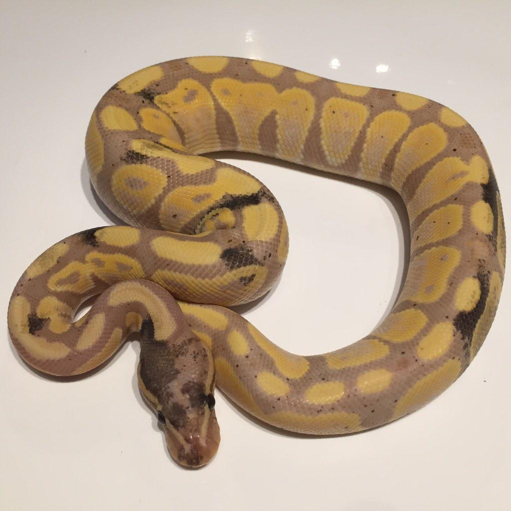 Download Royal Python Ranch On Twitter Cool Looking 2014 Paradox Banana For iPhone Get Wallpaper Royal Python Ranch On Twitter Cool Looking 2014 Paradox Banana Desktop Wallpaper