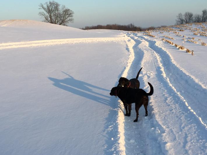 docknotts's tweet image. Nice night for the dogs to play in the back field