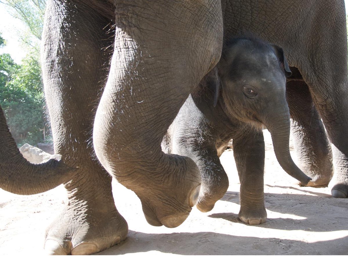 ZoosVictoria's tweet photo. Our girl has grown up so fast! Happy 5th Birthday Mali the #elephant  #melbournezoo http://t.co/Cry3FBica0