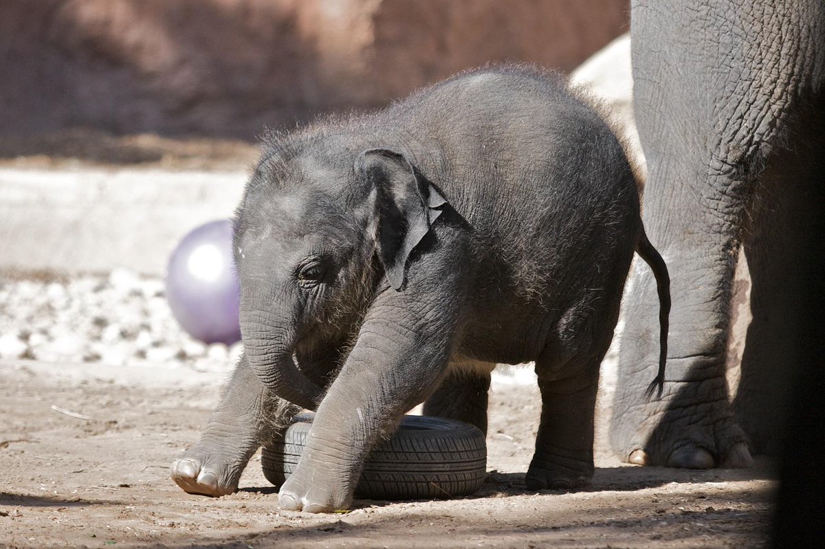 ZoosVictoria's tweet photo. Our girl has grown up so fast! Happy 5th Birthday Mali the #elephant  #melbournezoo http://t.co/Cry3FBica0